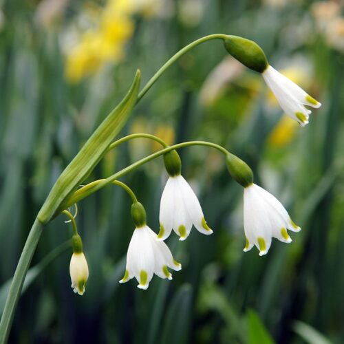 Bio Leucojum Gravetye Giant