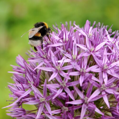 Allium Purple Sensation