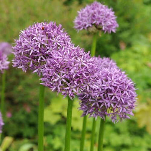 Allium Purple Sensation