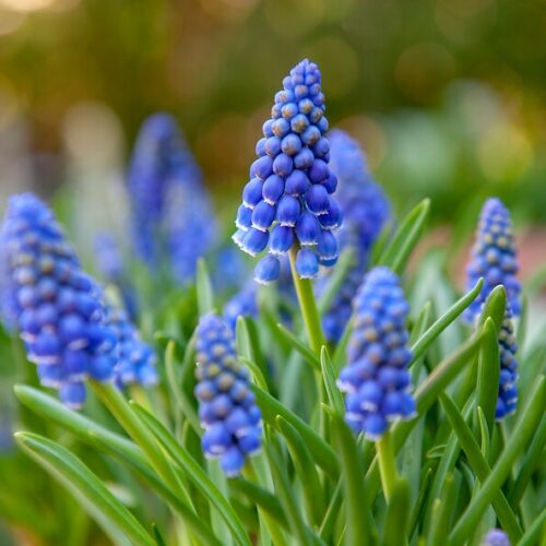 Muscari Armeniacum