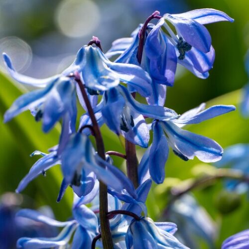 scilla siberica