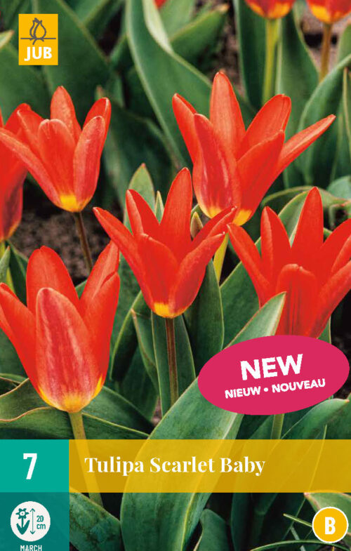 Tulp Scarlet Baby 7st.