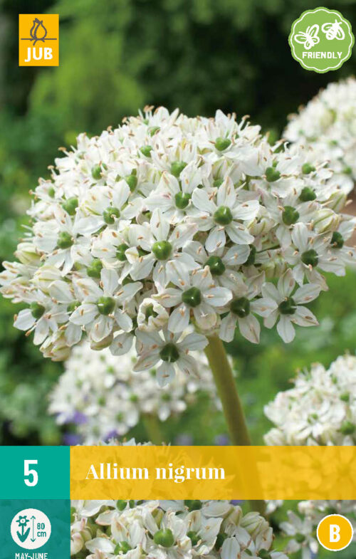 Allium Nigrum 5st.