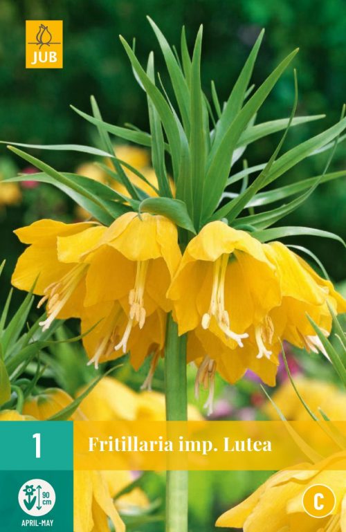 Fritillaria Imperialis Lutea