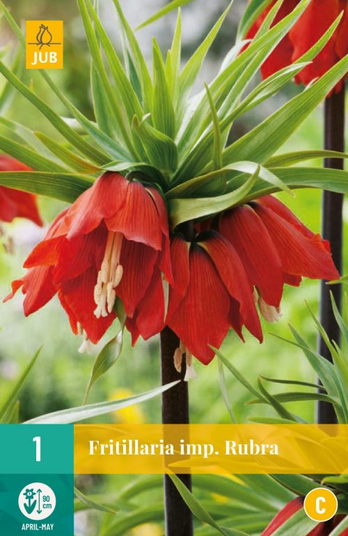 Fritilarria Imperialis Rubra