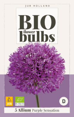 Bio Allium Purple Sensation 5st