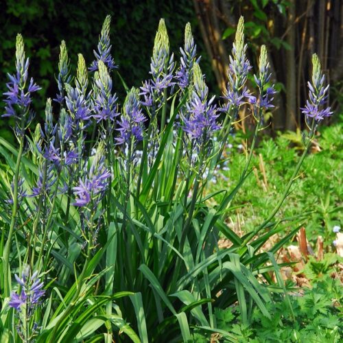 Camassia Leichtlinii Caerulea