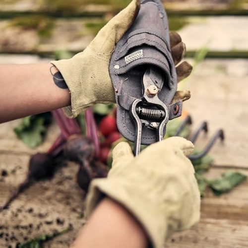 Barebones Pruner Snoeischaar met holster