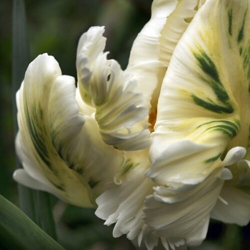 Bio Tulp White Rebel