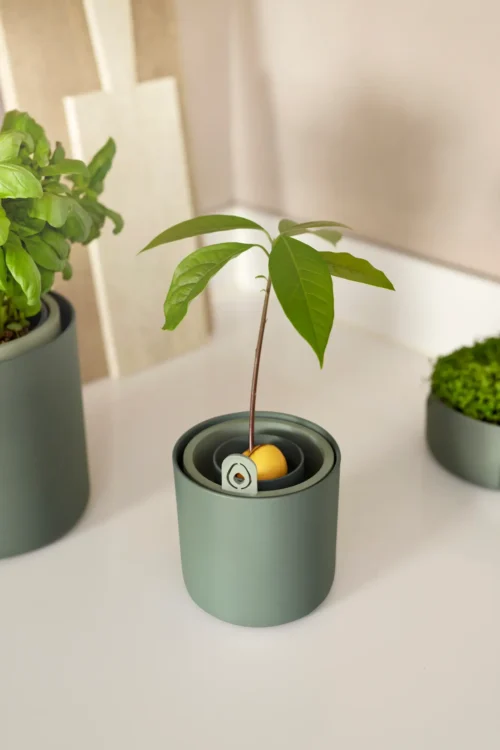 AVOCADO POT LEAF GREEN