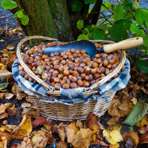 Tuinscoop handmodel gesmeed staal